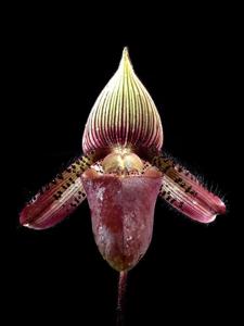 Paphiopedilum ciliolare