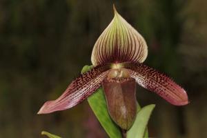 Paphiopedilum ciliolare