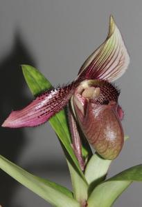 Paphiopedilum ciliolare