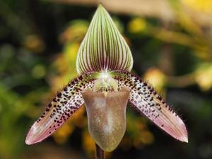 Paphiopedilum ciliolare