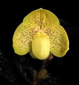 Paphiopedilum concolor