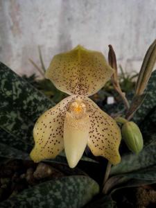 Paphiopedilum concolor