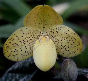 Paphiopedilum concolor