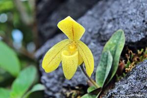 Paphiopedilum concolor