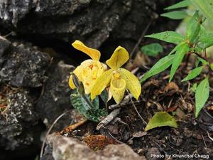 Paphiopedilum concolor