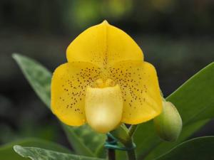 Paphiopedilum concolor