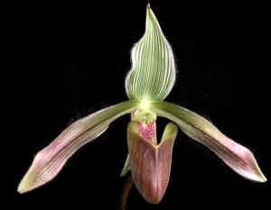 Paphiopedilum dayanum