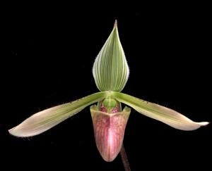 Paphiopedilum dayanum