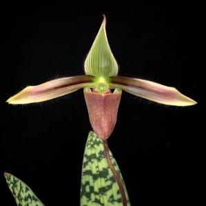 Paphiopedilum dayanum