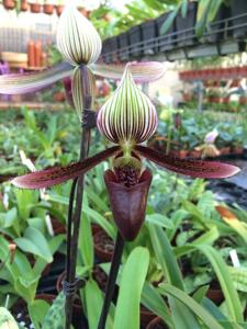 Paphiopedilum dayanum