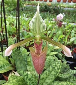 Paphiopedilum dayanum