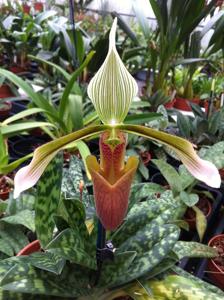 Paphiopedilum dayanum