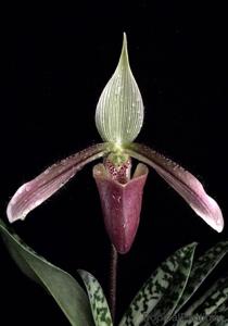 Paphiopedilum dayanum