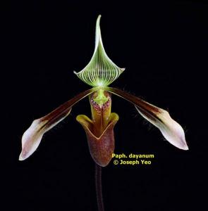 Paphiopedilum dayanum