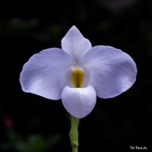 Paphiopedilum delenatii