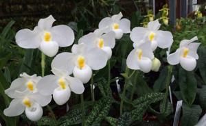 Paphiopedilum delenatii