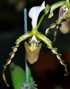 Paphiopedilum dianthum