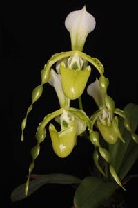 Paphiopedilum dianthum