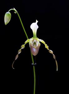 Paphiopedilum dianthum