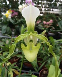 Paphiopedilum dianthum