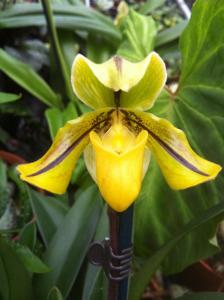 Paphiopedilum druryi