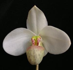 Paphiopedilum emersonii