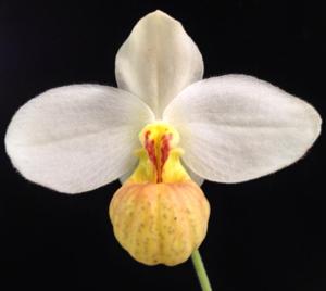 Paphiopedilum emersonii