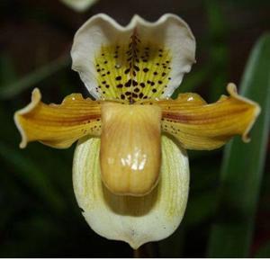 Paphiopedilum exul