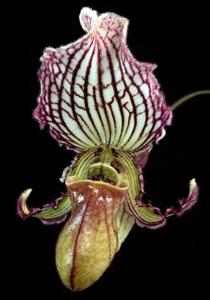 Paphiopedilum fairrieanum