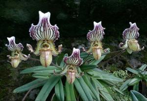 Paphiopedilum fairrieanum