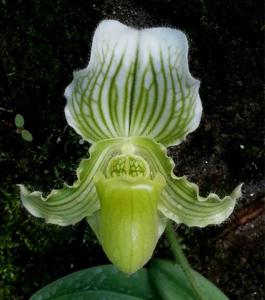 Paphiopedilum fairrieanum