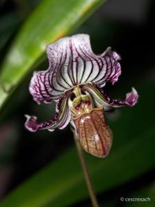 Paphiopedilum fairrieanum