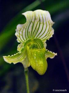 Paphiopedilum fairrieanum