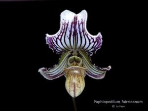 Paphiopedilum fairrieanum