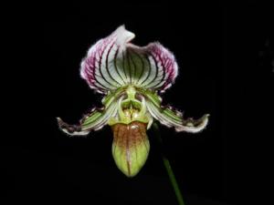 Paphiopedilum fairrieanum