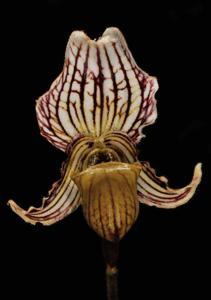 Paphiopedilum fairrieanum