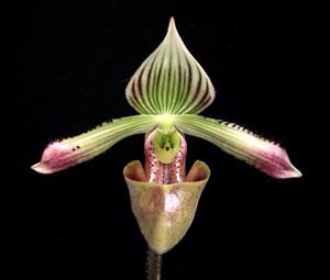 Paphiopedilum fowliei