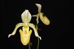 Paphiopedilum fowliei