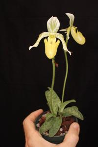 Paphiopedilum fowliei