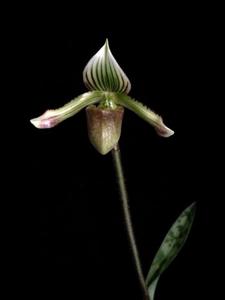 Paphiopedilum fowliei