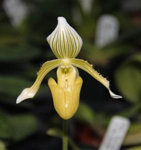 Paphiopedilum fowliei