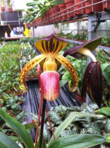 Paphiopedilum gigantifolium