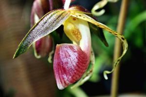 Paphiopedilum gigantifolium