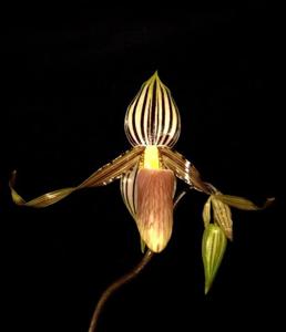 Paphiopedilum glanduliferum