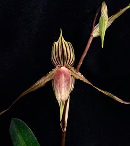 Paphiopedilum glanduliferum