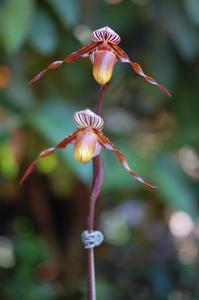 Paphiopedilum glanduliferum