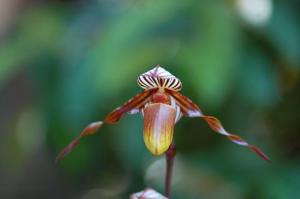 Paphiopedilum glanduliferum