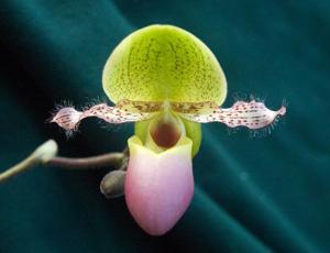 Paphiopedilum glaucophyllum