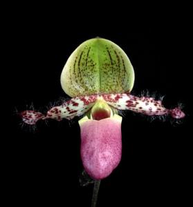 Paphiopedilum glaucophyllum