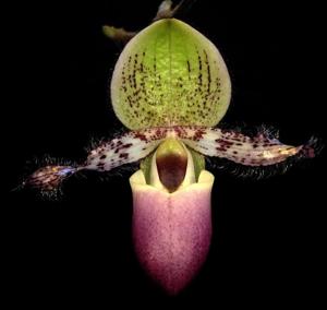 Paphiopedilum glaucophyllum